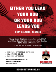 dogboss - business flyer