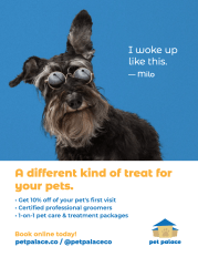 pet palace - business business flyer