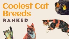 Coolest cat breeds