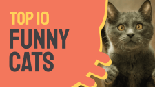 Top 10 Funny cats