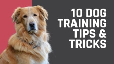 dog training