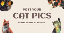 Cat Pics