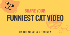 Funniest cat video