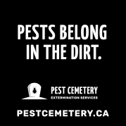 Pest Cemetery - square ad