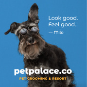 pet palace - square ad