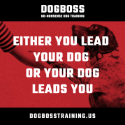 dogboss - square ad