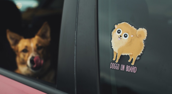 Window stickers on car