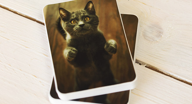 Cat stickers, Print your custom cat stickers