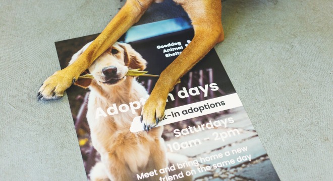 Dog laying on a custom floor sticker for a dog adoption event