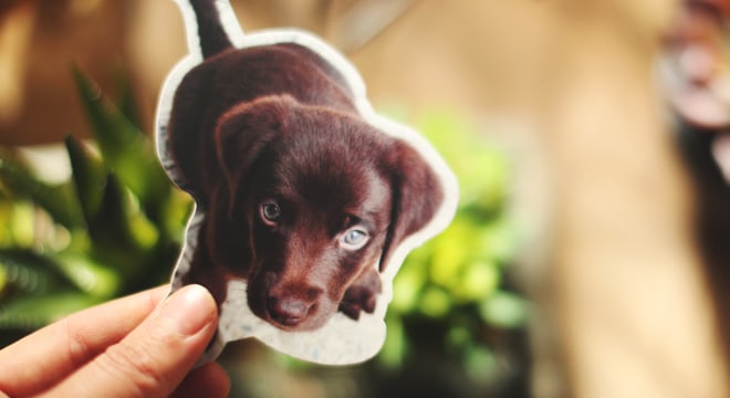 Custom photo sticker of a puppy
