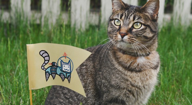 Custom clear stickers and cat