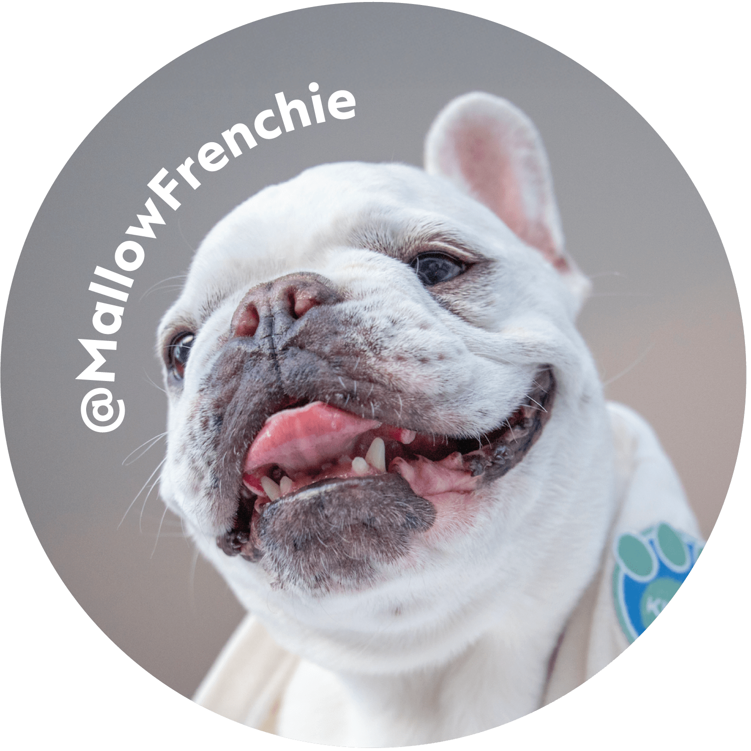 Mallow Frenchie