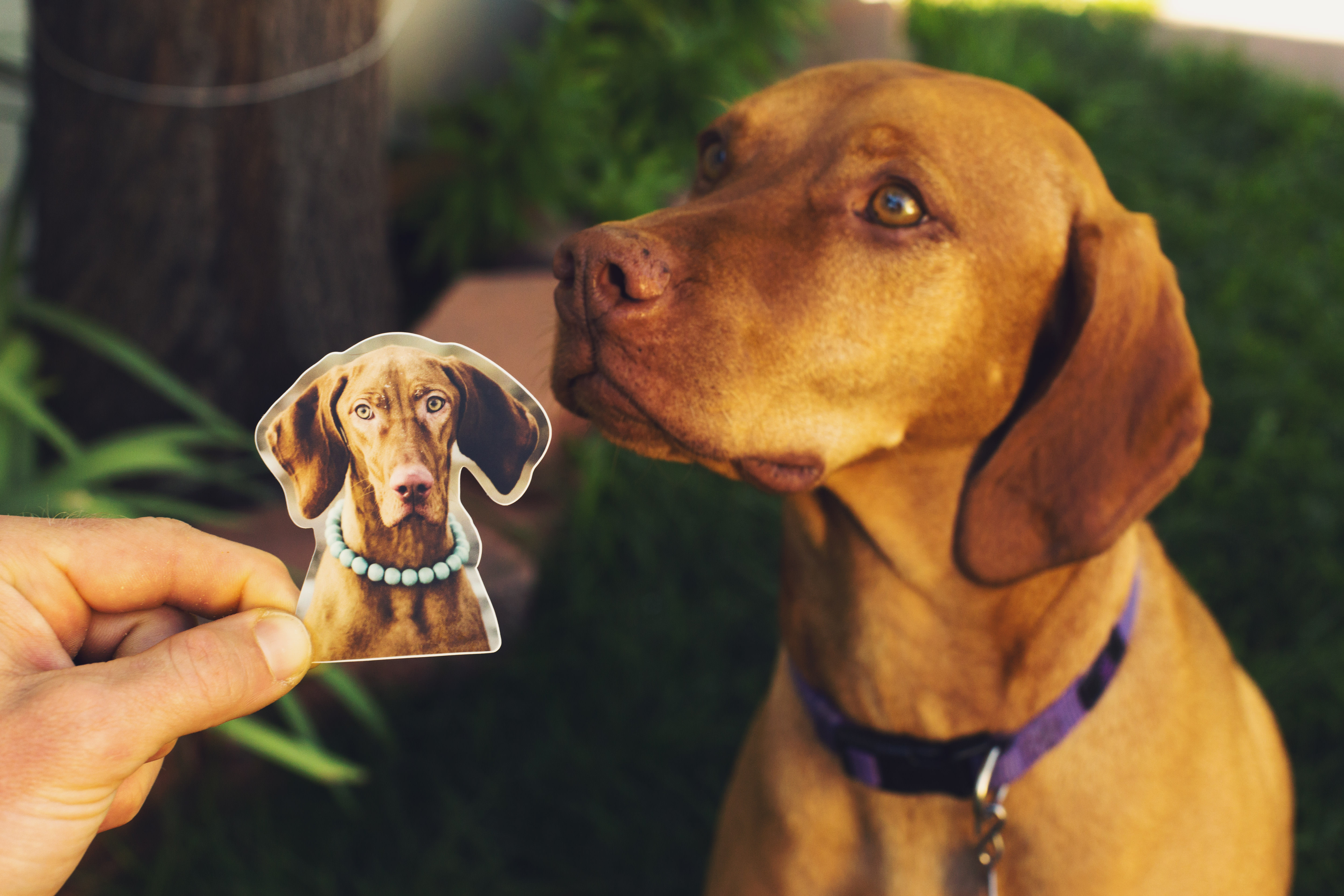 Die cut dog stickers