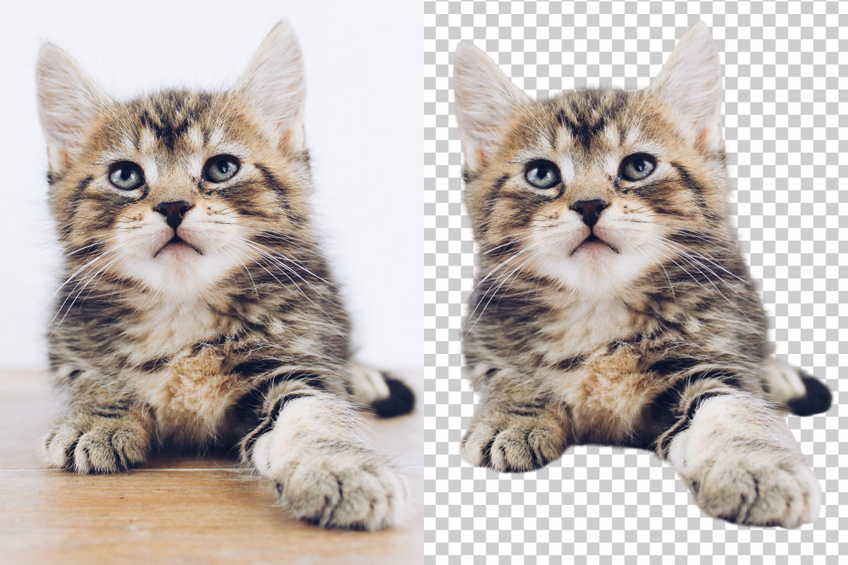 Trace removendo o fundo da foto de um gato